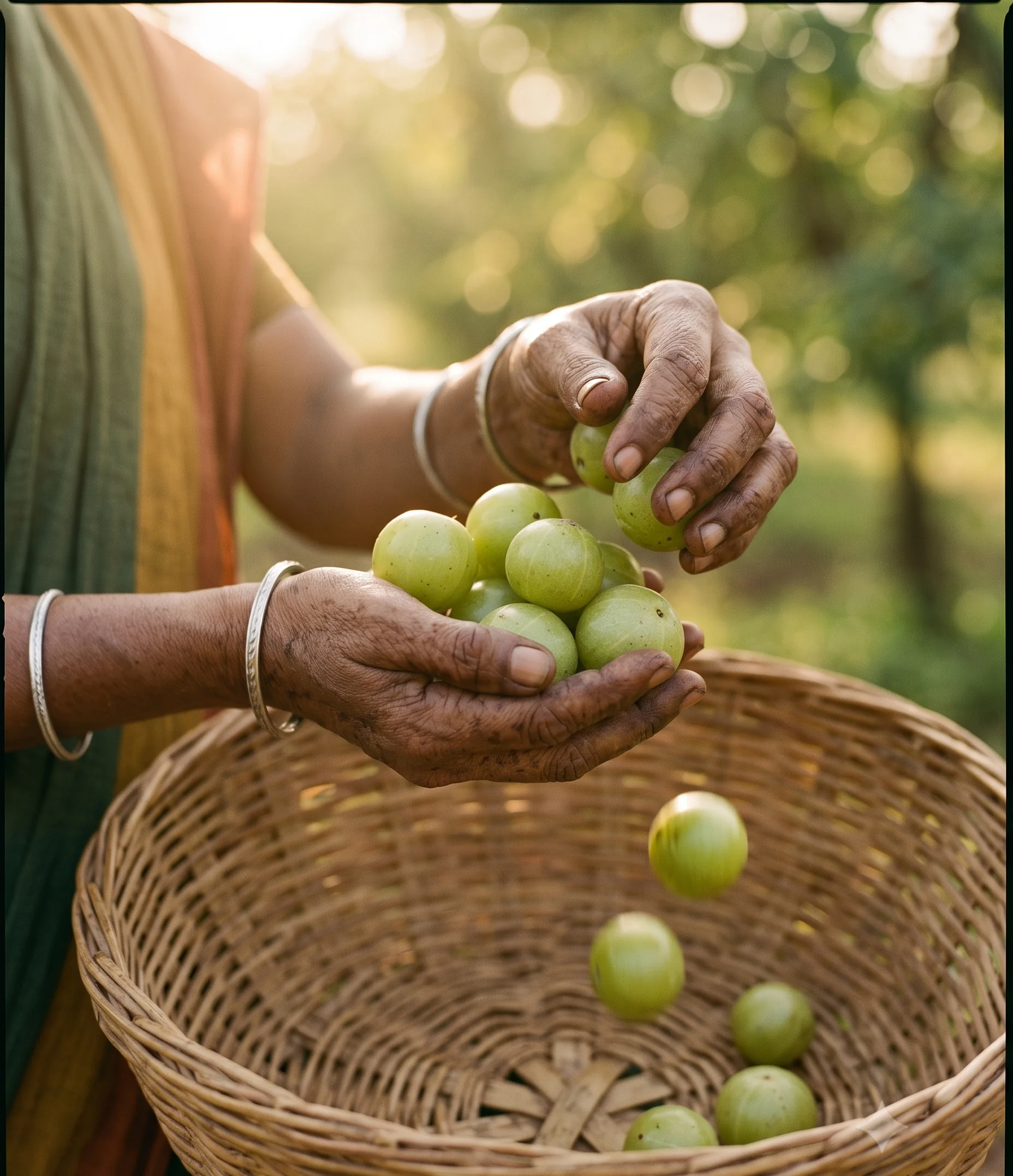 Hands cradling freshly harvested organic Amla into a bamboo basket